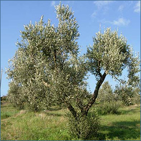 olivo_big