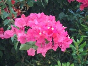 BOUGANVILLEA
