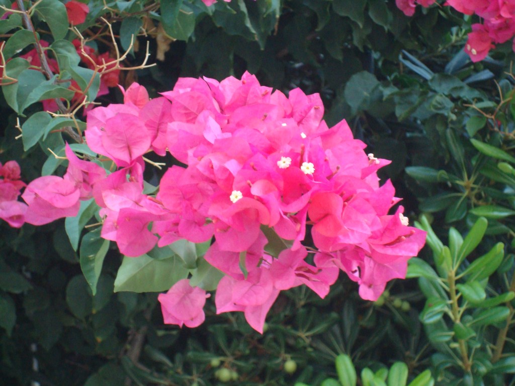BOUGANVILLEA