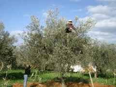 raccolta delle olive